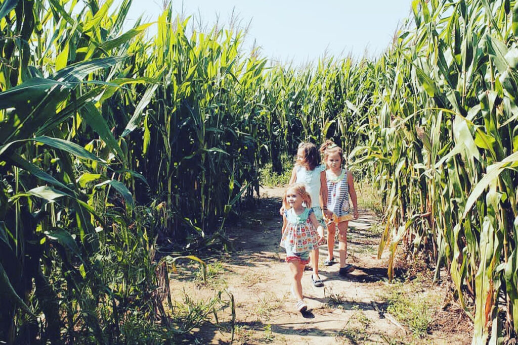 The Liberty Corn Maze