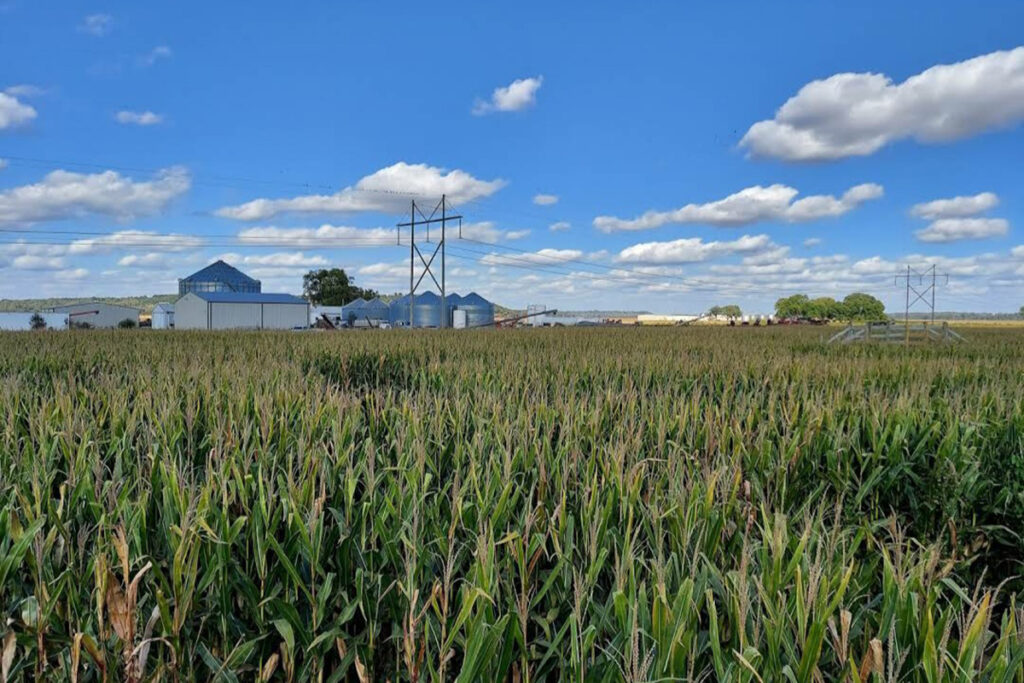 Prepare for the Liberty Corn Maze